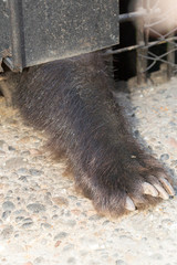 Brown bear (Ursus arctos) claw. Wild life animal.