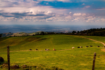 Fototapeta premium Cows Come Home - Costa Rica
