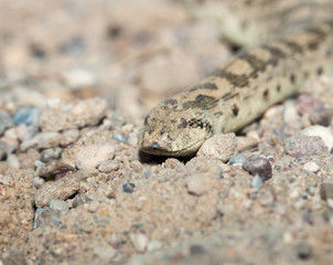 Snake in the zoo