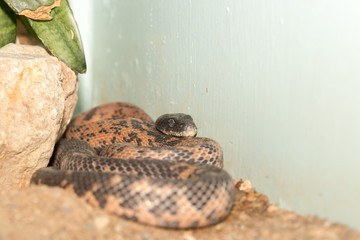 Snake in the zoo