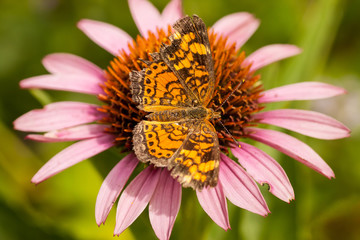 Checkerspot on Purple Coneflower