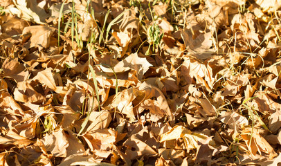 Colorful autumn leaves