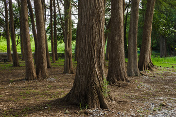 Group of large trees outdoors in rural area, outdoors in tourist forest.