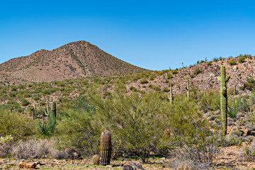 Sonoran Desert Vista