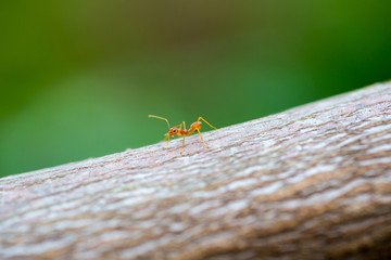 red ant.Ant walking to Foraging on a branch.
