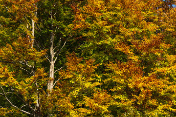 Colorful trees in autumn