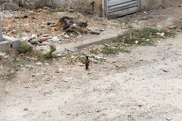 birds about trashcan