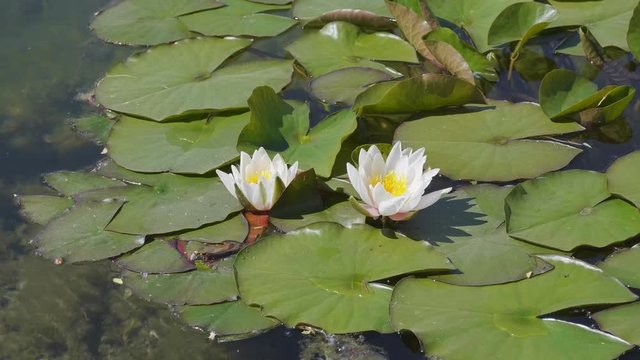 White lily flower in the water with green leaves on a lake.