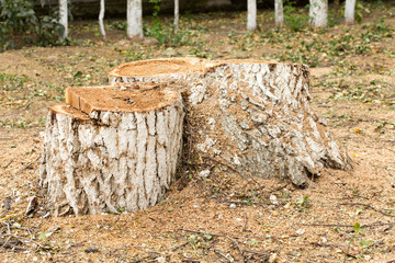 Fototapeta premium tree stub, deforestation.