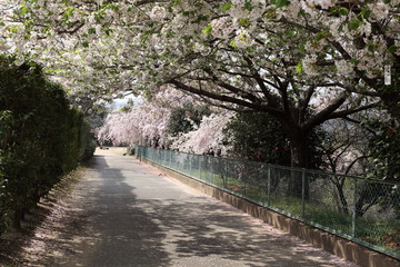 幸田文化公園の桜