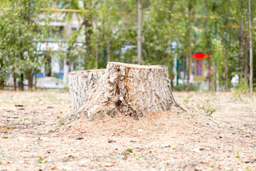 Fototapeta na wymiar tree stub, deforestation.