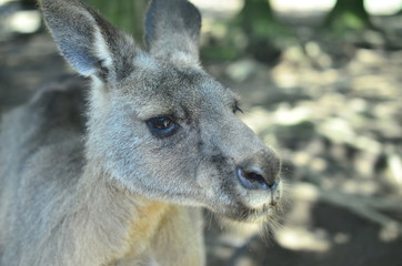 Fototapeta premium カンガルーの瞳