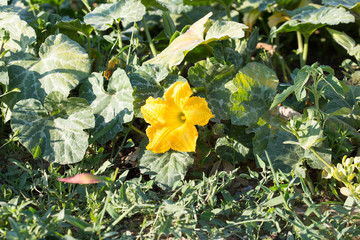 Pumpkin flower