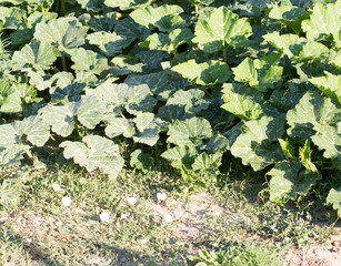 leaves pumpkin in the garden