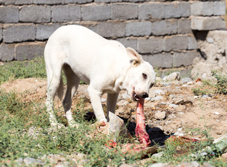dog eating a piece of meat on the bone