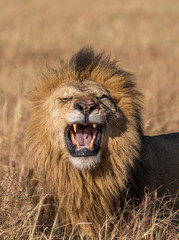 Close up Portrait of Elewana or Sand River Male Lion, Leo panthera, Yawning with Tall Grass Landscape in Background