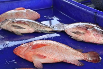 fresh fish in market