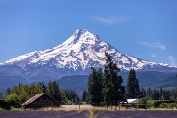 Fototapeta premium Scenic view of Mt Hood with a valender field on a foreground