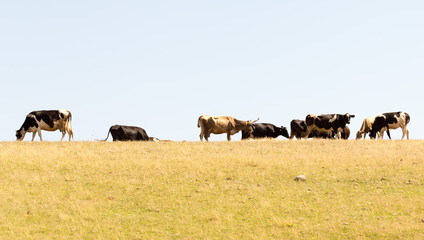 Cows grazing on pasture