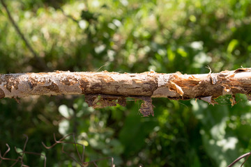 one dry wood for a fence on a green background