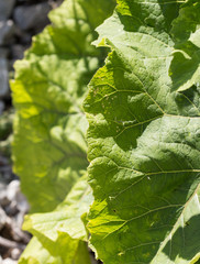 wild grass in nature