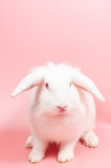 Big white rabbit long ears with pink backgrounds and copy space.