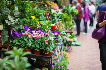 Beautiful and tender blossoming fresh eustoma flowers in pots at florist shop in street flower market