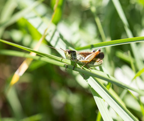 small white with brown grasshopper sits on a grass, on a large blade of grass, closeup