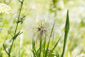 dandelion macro