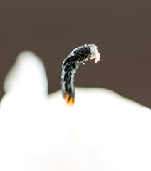 candle macro
