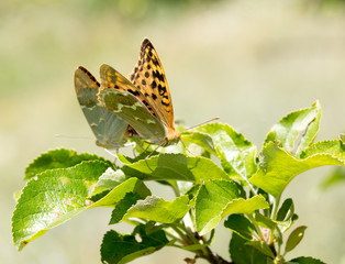 Two butterflies mating in nature