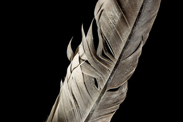 white swan feather isolated on black background