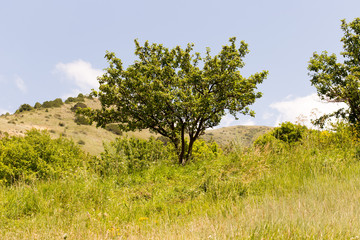 apple tree in the mountain region