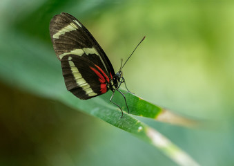Obraz na płótnie Canvas perched butterfly gets a macro close up