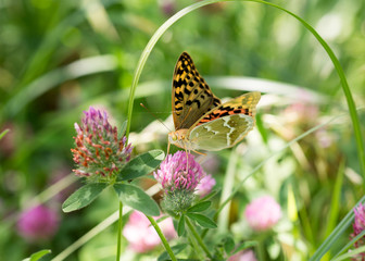 butterfly on a flower