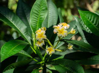 vibrant yellow flowers pose for your photo on a bright and sunny day
