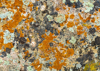 Rock face found on high elevation in Alps mountains colored and textured by various fungi , lichen and mosses