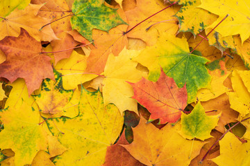 Naklejka na ściany i meble colorful autumn leaves. fall season concept background