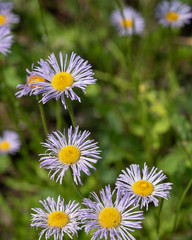 Obraz premium Smooth Blue Aster Symphyotichum Laeve