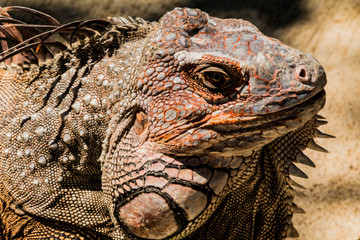 Black Iguana 1