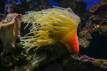 Naklejka na ściany i meble Sea anemone 
