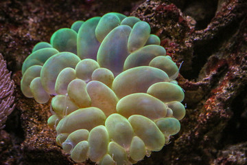 Coral reef 