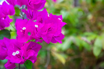 Obraz na płótnie Canvas Close up magenta pink bougainvilleas or paper flowers against background. Image for botanical taxonomy and agricultural education. can be use to greeting card, wallpaper,template,advertisement
