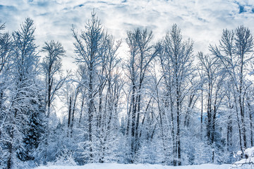 crisp snowy trees