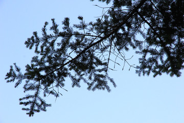 peak tree from botton view, created by silhoulette tree ans blue sky concept