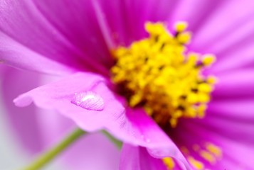 コスモスの花びらの上の水滴