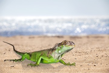 Big green Iguana Reptile on sand