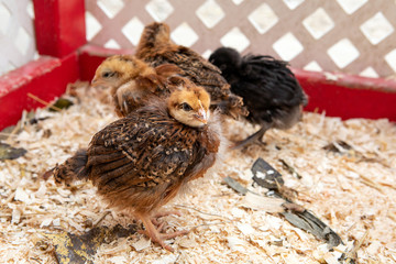 Young baby chicks