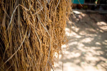 rice straw and rice grain in  field.Harvested paddy rice field, dried rice under the sunlight of harvest .