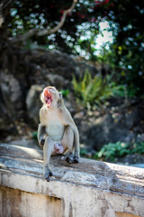Monkey on tree ,cute animal,asia wild.Sleepy Monkey,The male monkeys were open mouth.Macaque monkey in Monkey Forest.
